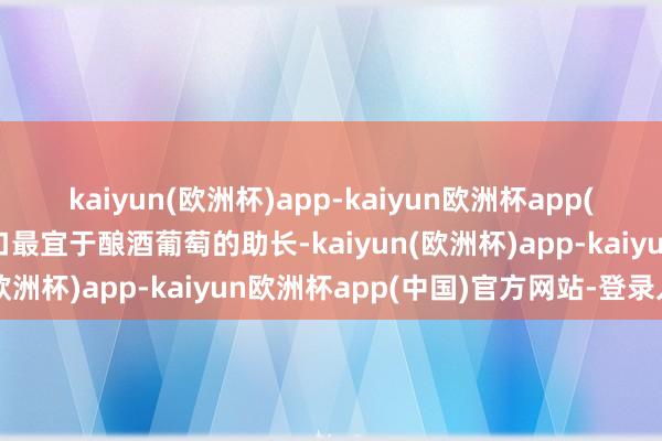 kaiyun(欧洲杯)app-kaiyun欧洲杯app(中国)官方网站-登录入口最宜于酿酒葡萄的助长-kaiyun(欧洲杯)app-kaiyun欧洲杯app(中国)官方网站-登录入口